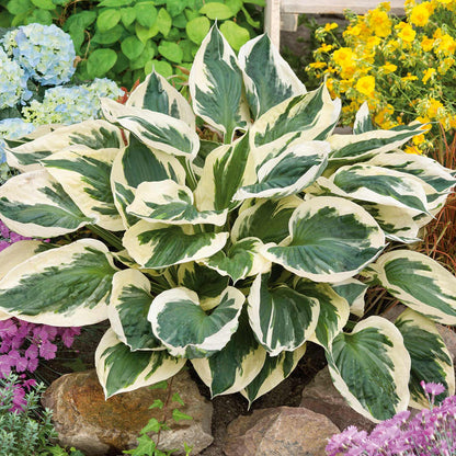 Hosta 'Patriot'