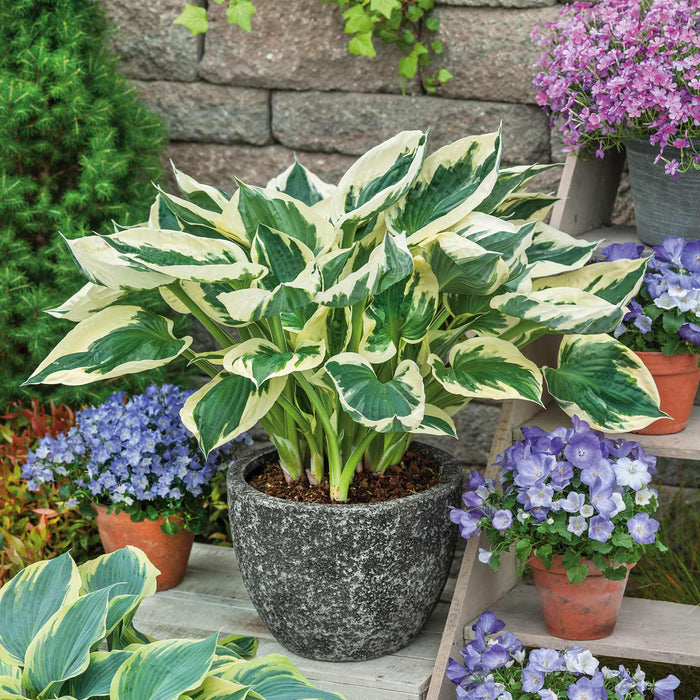 Hosta 'Patriot'