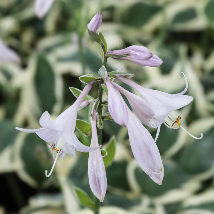 Hosta 'Patriot'