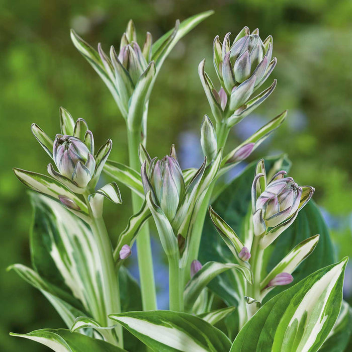 Hosta 'Patriot'