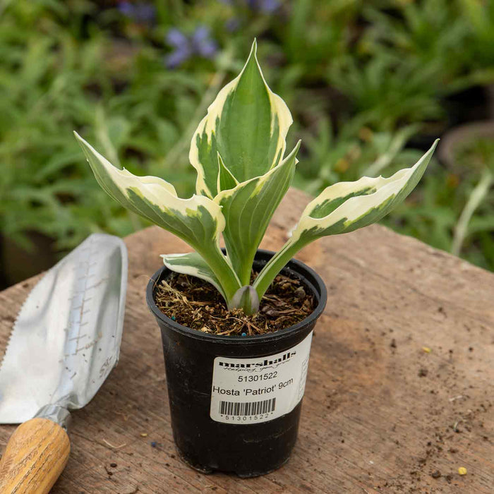 Hosta 'Patriot'