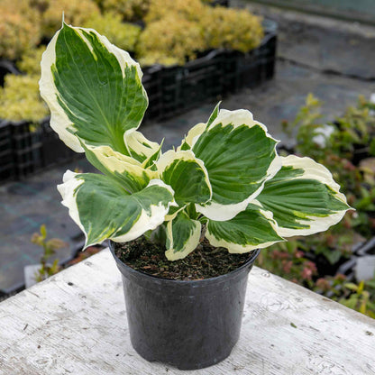Hosta Patriot 2Ltr Plant