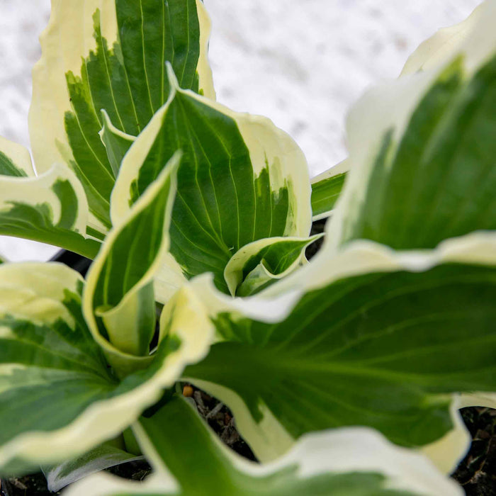 Hosta Patriot 2Ltr Plant Close Up