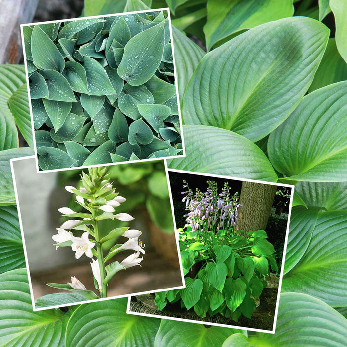 Hosta Slug Resistant Collection