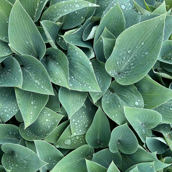 Hosta Slug Resistant Collection