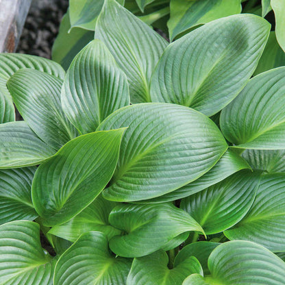 Hosta Slug Resistant Collection