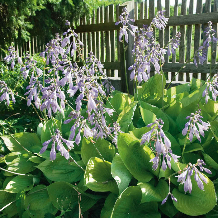 Hosta Slug Resistant Collection