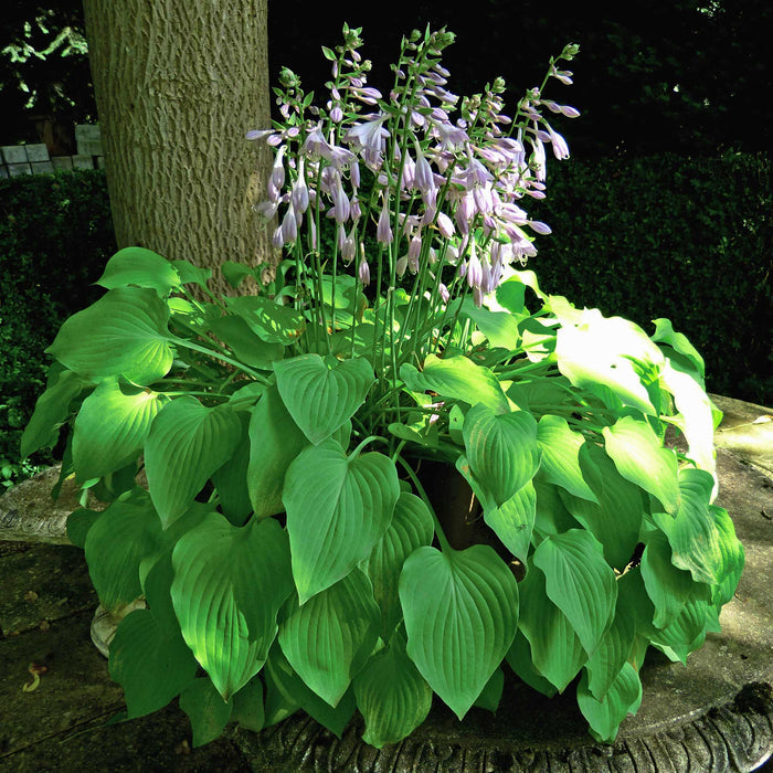 Hosta Slug Resistant Collection
