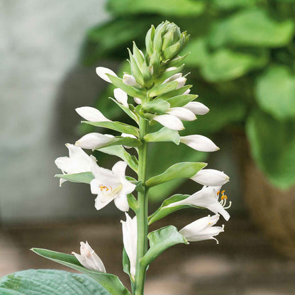 Hosta Slug Resistant Collection