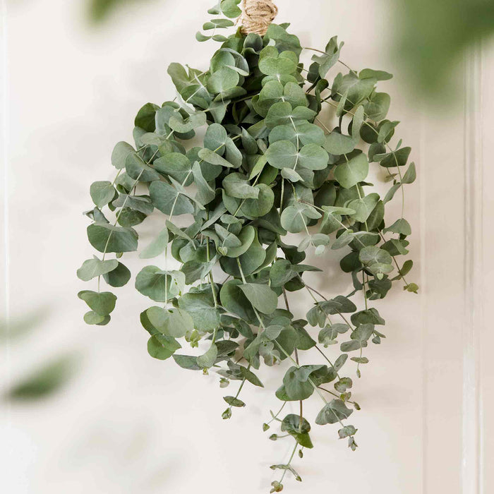 Houseplant Eucalyptus Seeds 'Baby Blue'