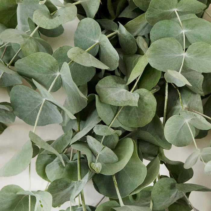 Houseplant Eucalyptus Seeds 'Baby Blue'