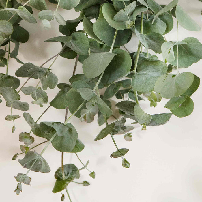 Houseplant Eucalyptus Seeds 'Baby Blue'