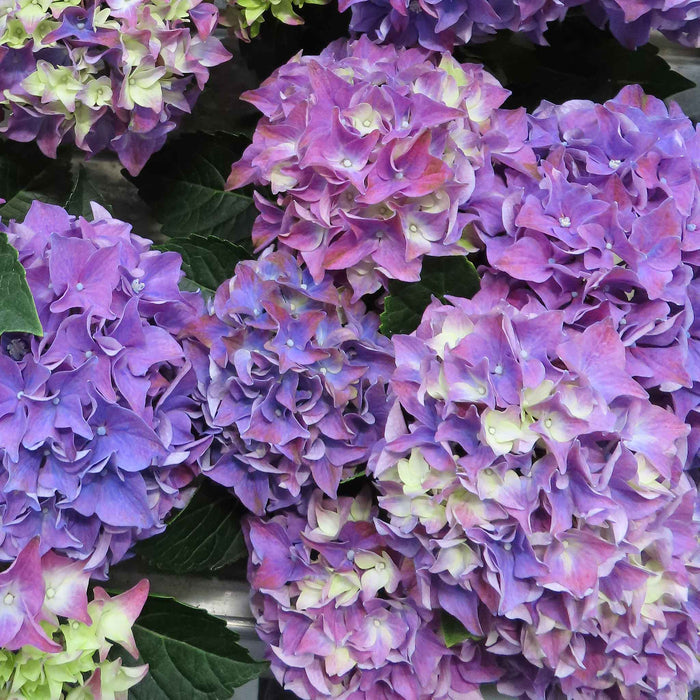 Hydrangea 'Blue Mophead'