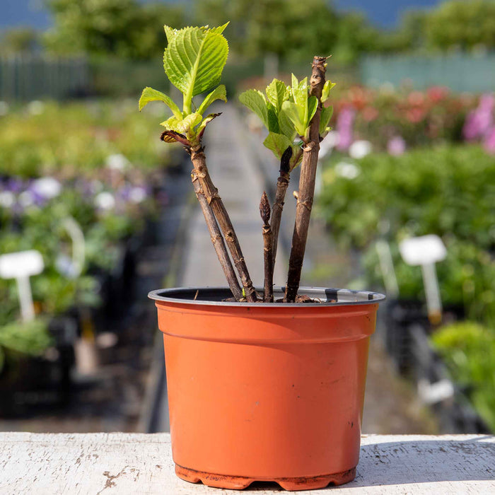Hydrangea 'Blue Mophead'