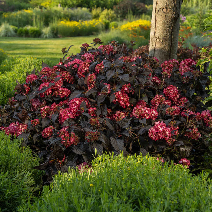 Dark Hydrangea with pink flowers with green grass, flower borders and trees in the background.