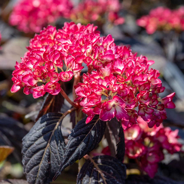 Close-up of bright pink hydrangea flower clusters with dark burgundy leaves in a garden setting.