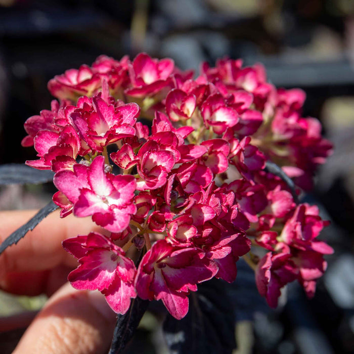 A close-up of a cluster of bright pink hydrangea flowers with dark leaves, held by a hand against a blurred outdoor background.