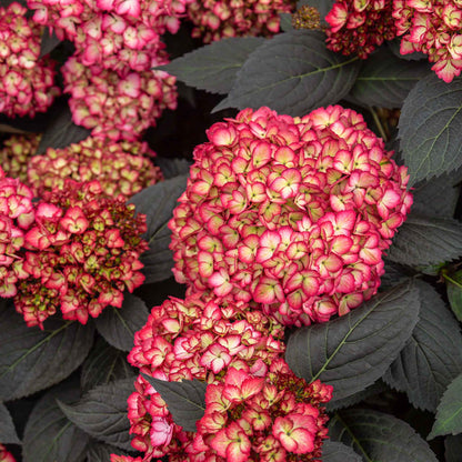 Close-up of pink and cream white hydrangea flowers with dark  leaves.