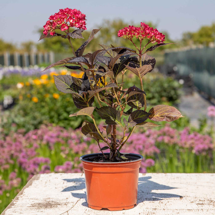 A potted hydrangea plant with dark burgundy-purple leaves and bright pink flower clusters, shown in an orange nursery pot on a weathered white wooden surface.