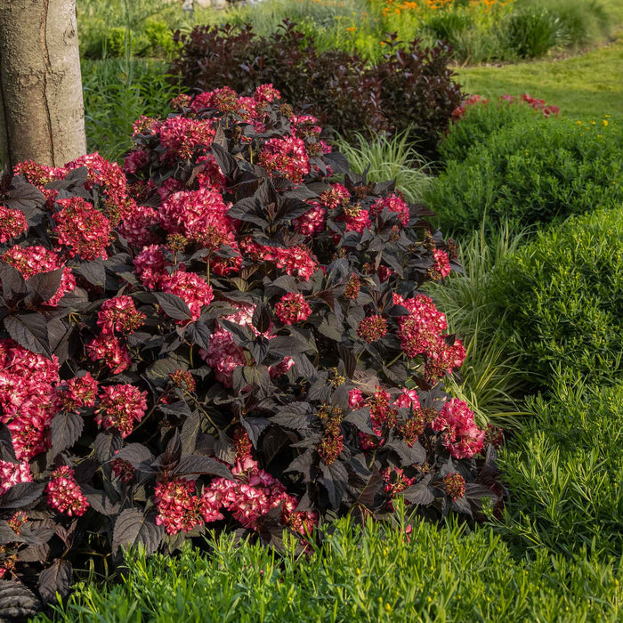 Hydrangea 'Eclipse First Edition'