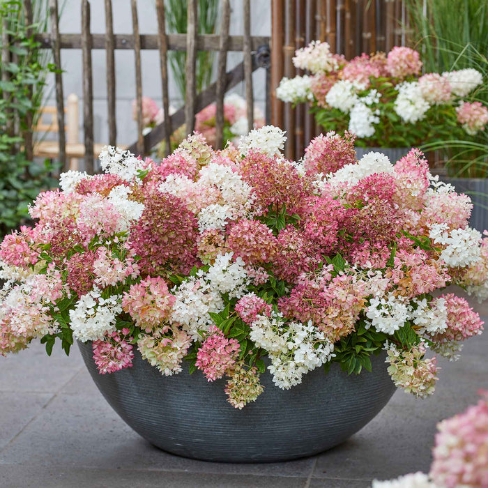 Hydrangea 'Groundbreaker Blush'