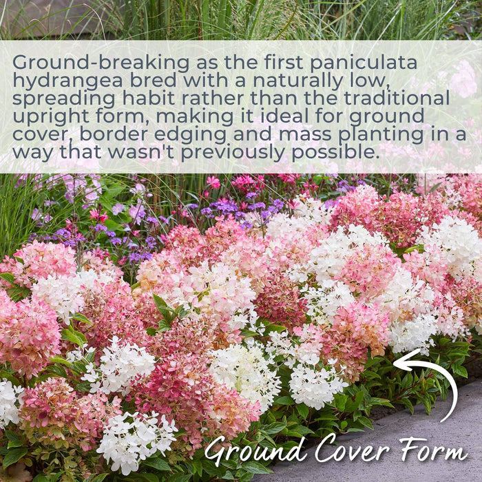 Hydrangea 'Groundbreaker Blush'