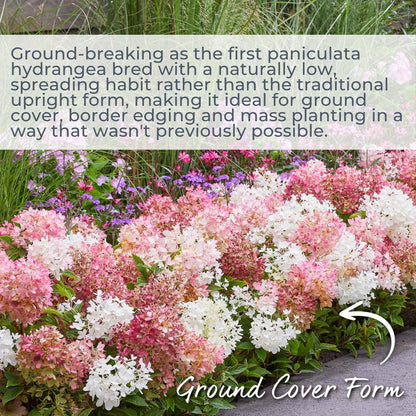 Hydrangea 'Groundbreaker Blush'