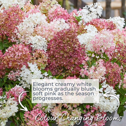 Hydrangea 'Groundbreaker Blush'
