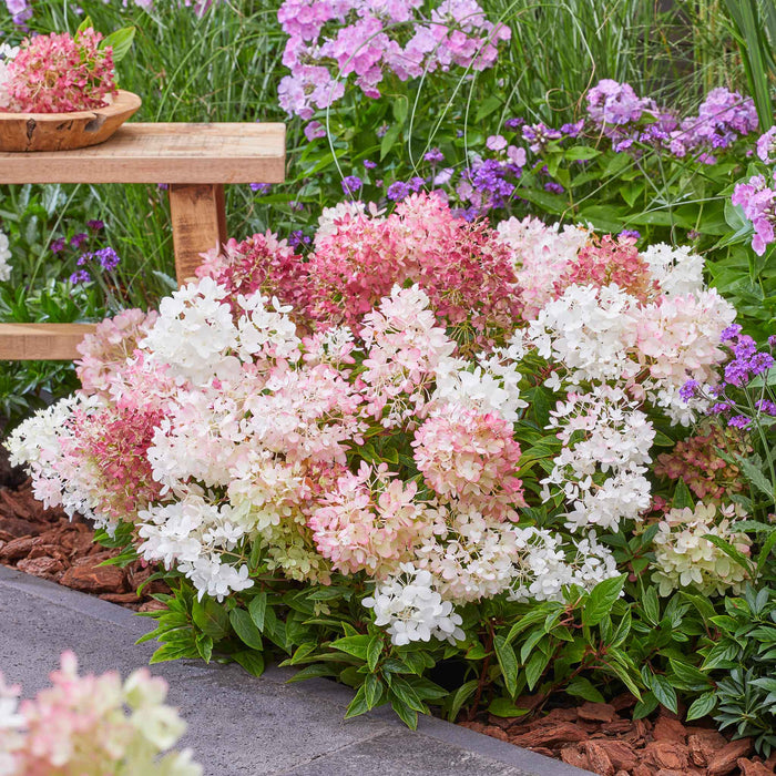 Hydrangea 'Groundbreaker Blush'