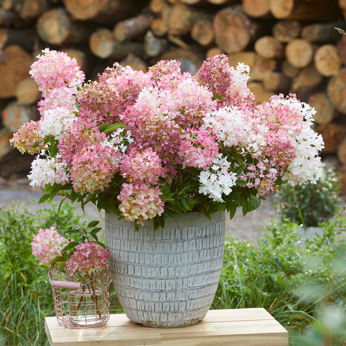 Hydrangea 'Groundbreaker Blush'