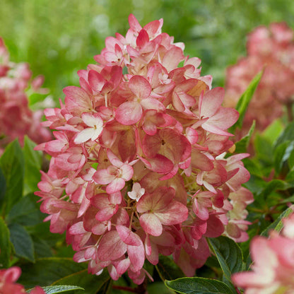 Hydrangea 'Groundbreaker Blush'