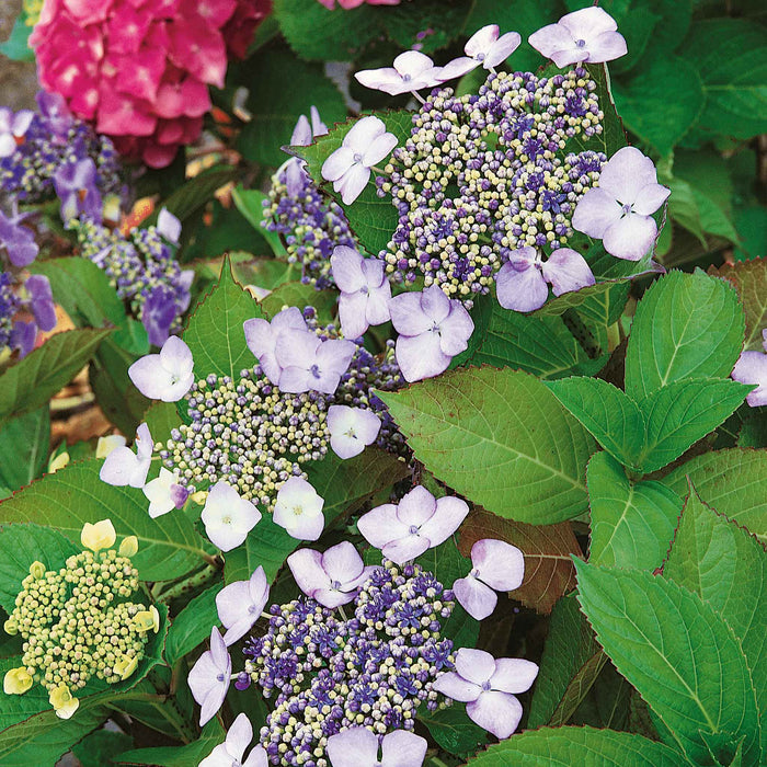 Hydrangea macrophylla 'Mariesii Perfecta'