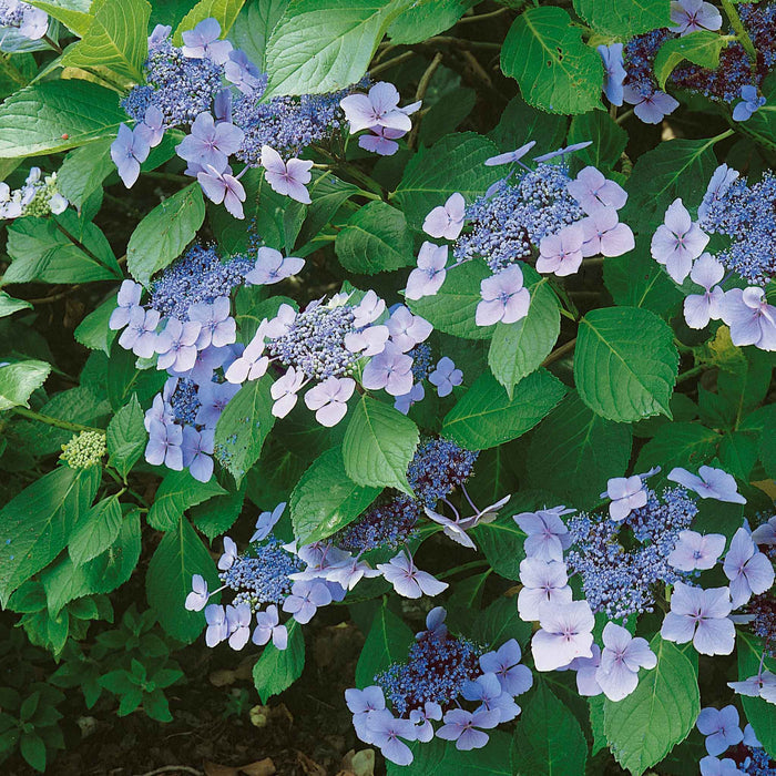 Hydrangea macrophylla 'Mariesii Perfecta'