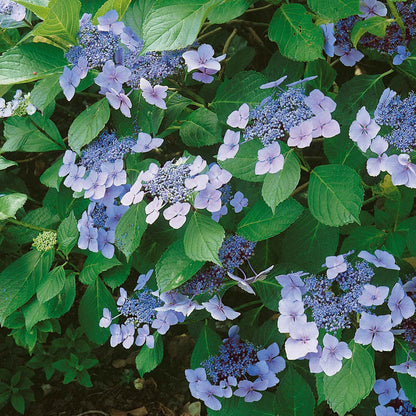Hydrangea macrophylla 'Mariesii Perfecta'