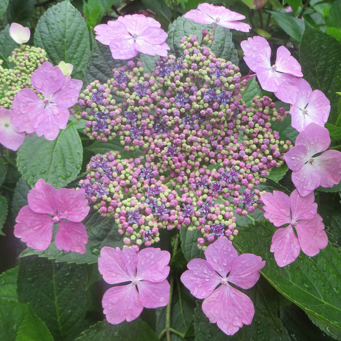 Hydrangea macrophylla 'Mariesii Perfecta'