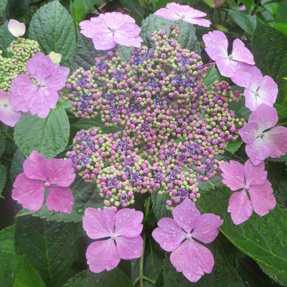 Hydrangea macrophylla 'Mariesii Perfecta'