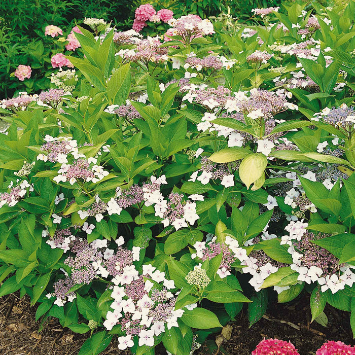 Hydrangea macrophylla 'Mariesii Perfecta'