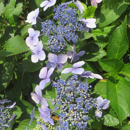 Hydrangea macrophylla 'Mariesii Perfecta'