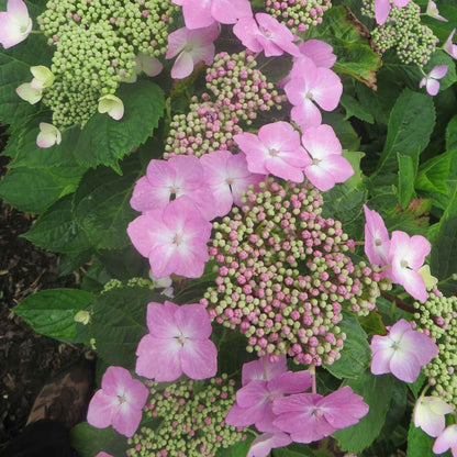 Hydrangea macrophylla 'Mariesii Perfecta'