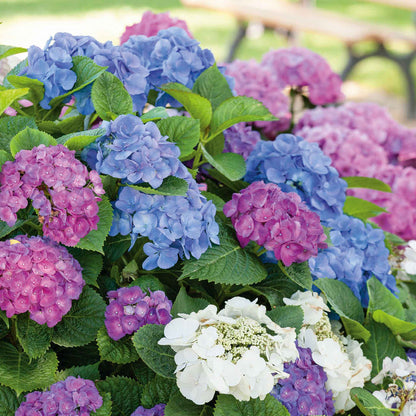 Hydrangea 'Mophead' Collection