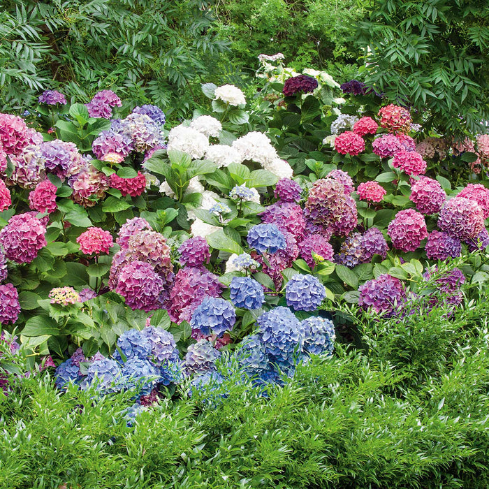Hydrangea 'Mophead' Collection