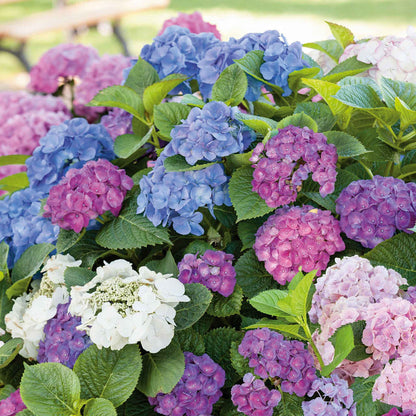 Hydrangea 'Mophead' Collection