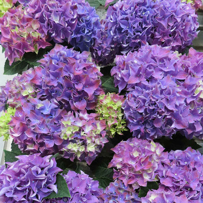 Hydrangea 'Mophead' Collection