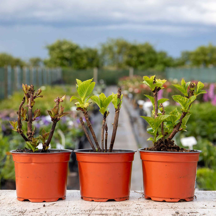 Hydrangea 'Mophead' Collection