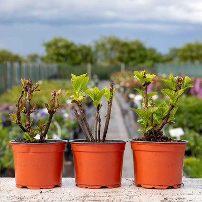 Hydrangea 'Mophead' Collection