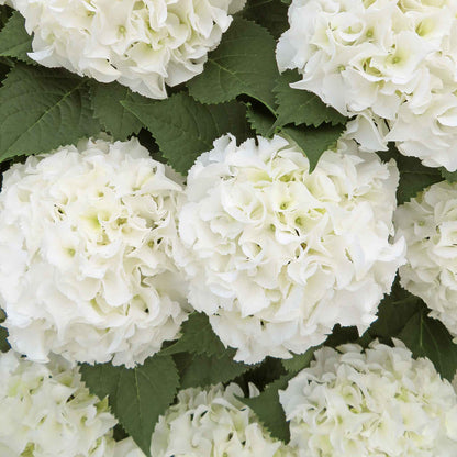 Hydrangea 'Mophead' Collection
