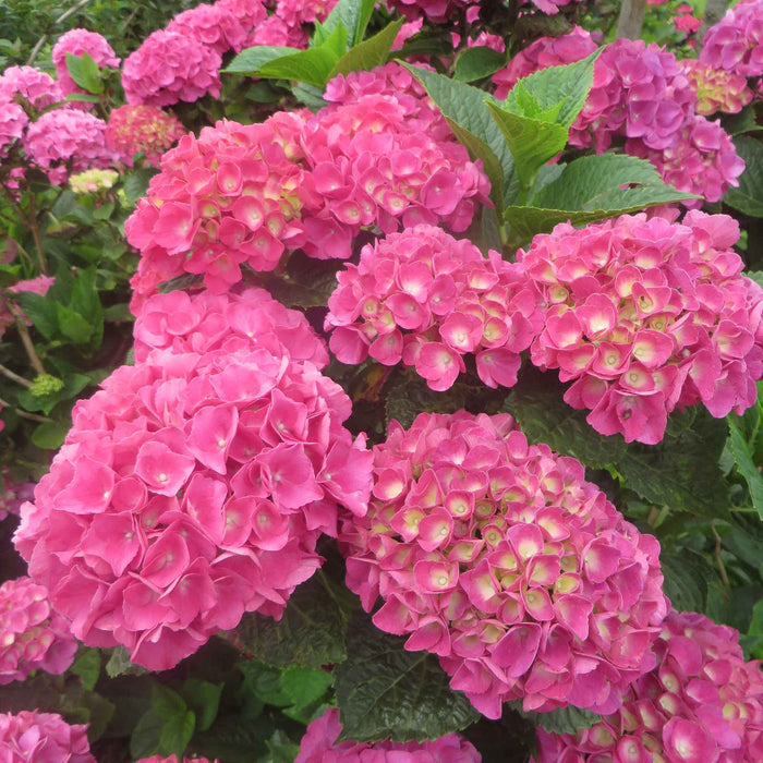 Hydrangea 'Mophead' Collection
