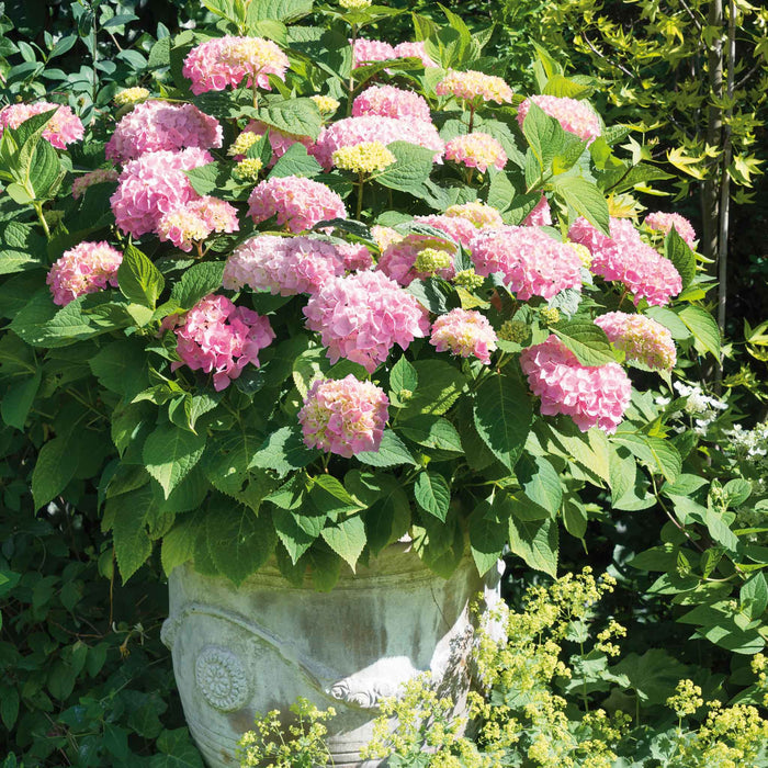 Hydrangea 'Pink Mophead'