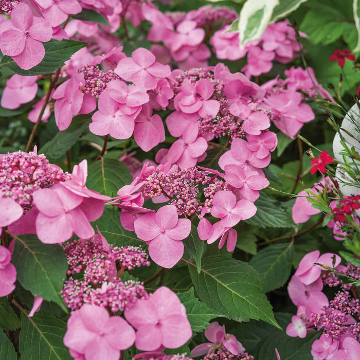 Hydrangea 'Pink Mophead'