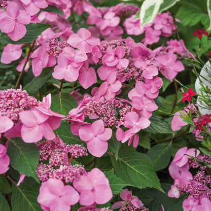 Hydrangea 'Pink Mophead'